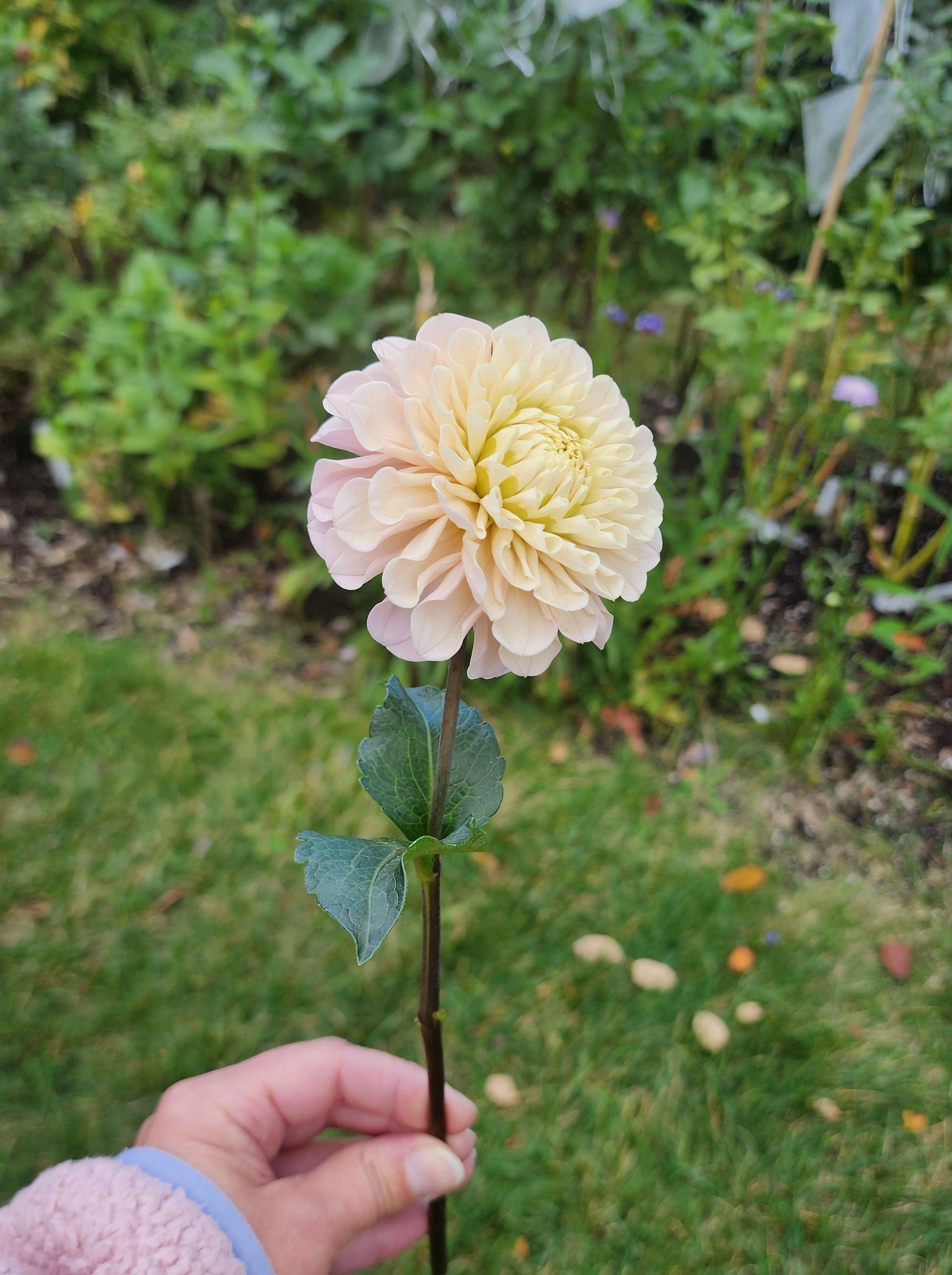 Levi's Revenant dahlia Canada Jamais sans mes fleurs