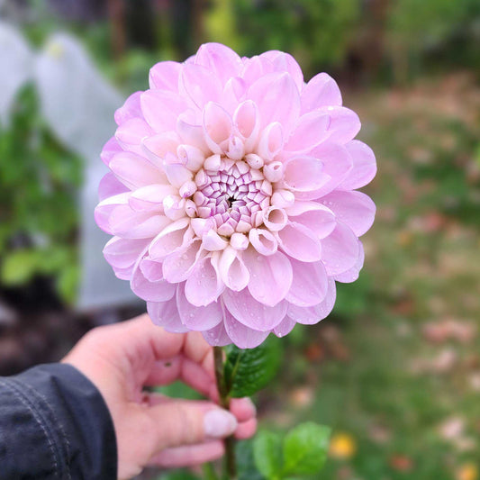 Dahlia Marionberry Milkshake
