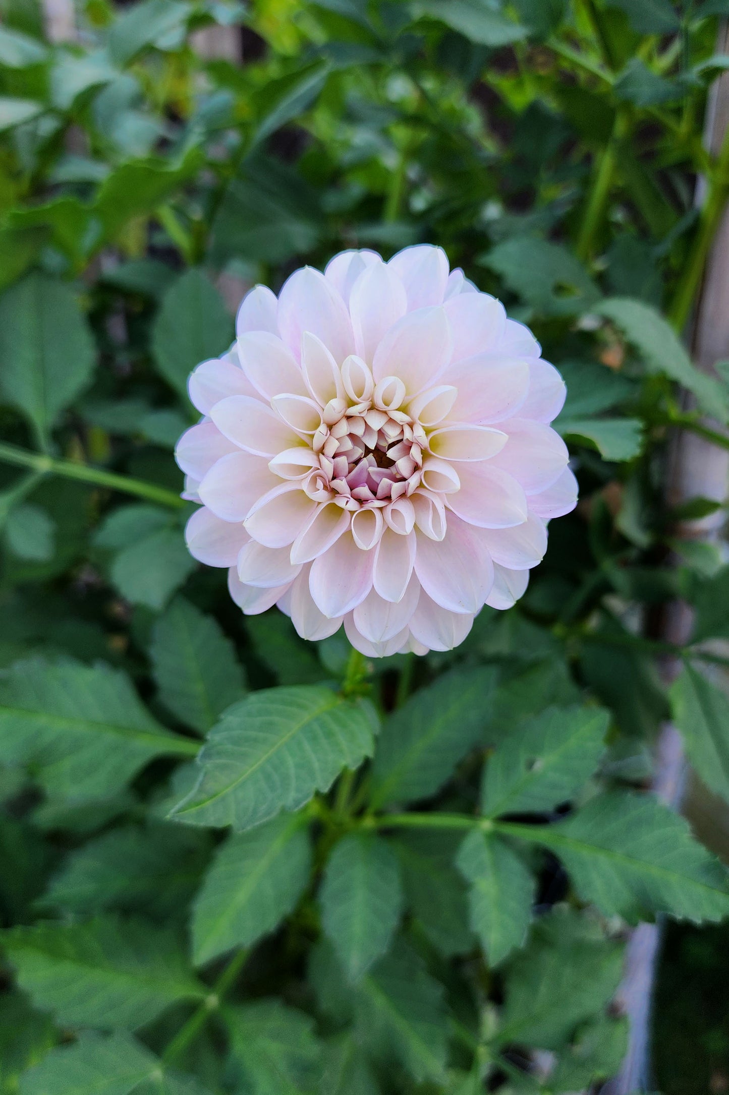 Dahlia Marionberry Milkshake