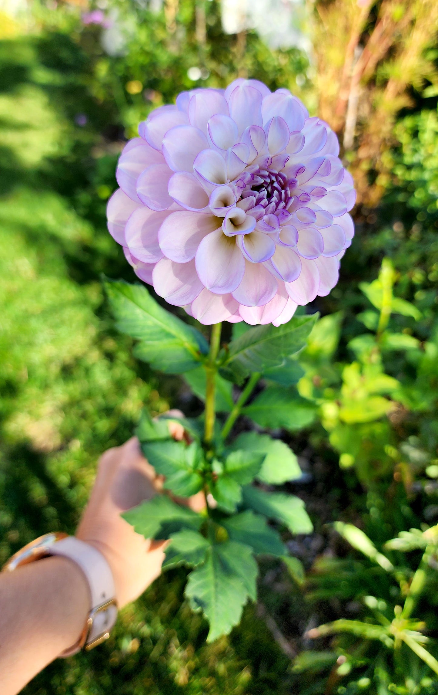 Dahlia Marionberry Milkshake