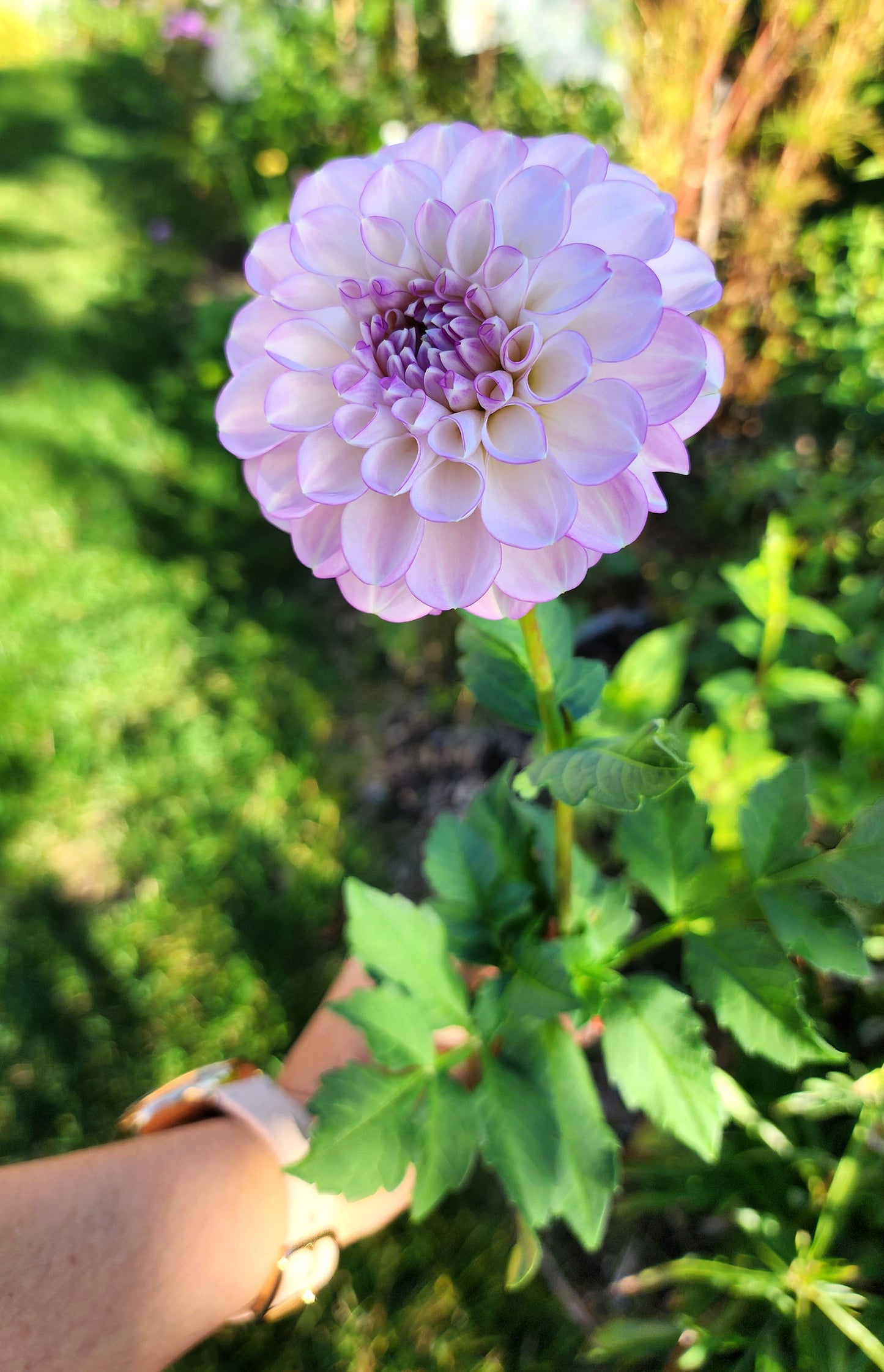 Dahlia Marionberry Milkshake