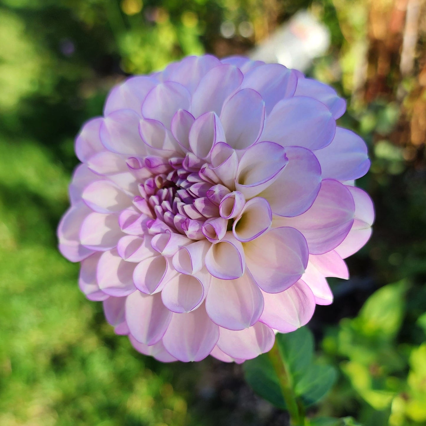 Dahlia Marionberry Milkshake
