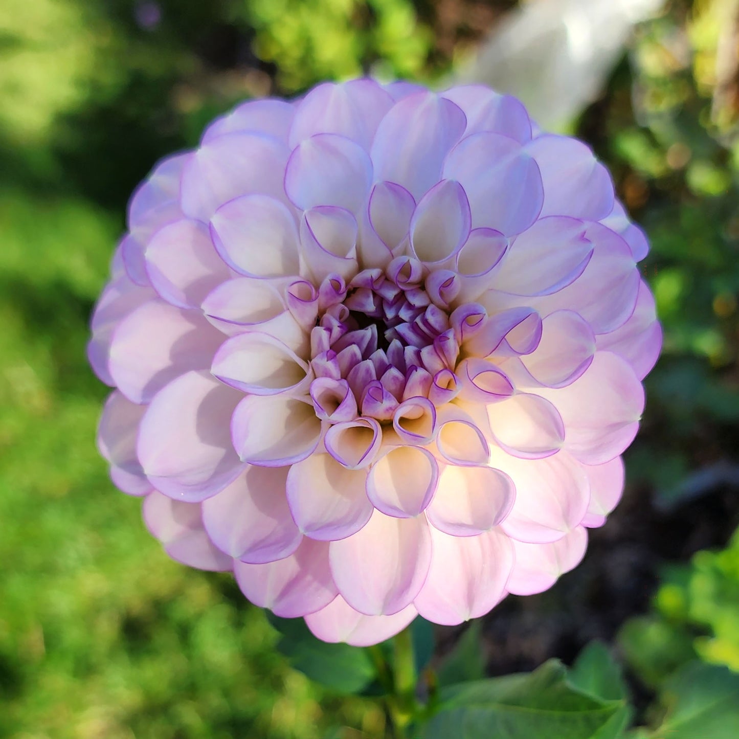 Dahlia Marionberry Milkshake
