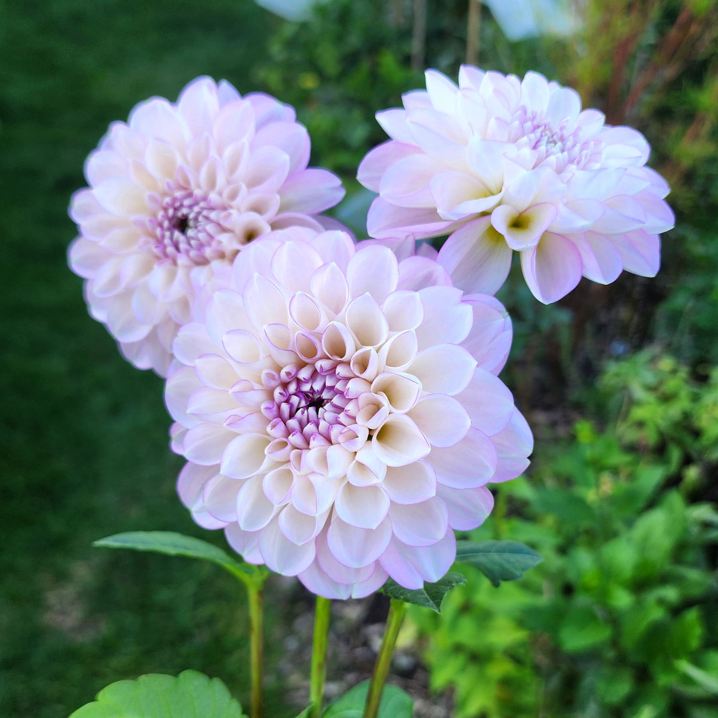 Dahlia Marionberry Milkshake