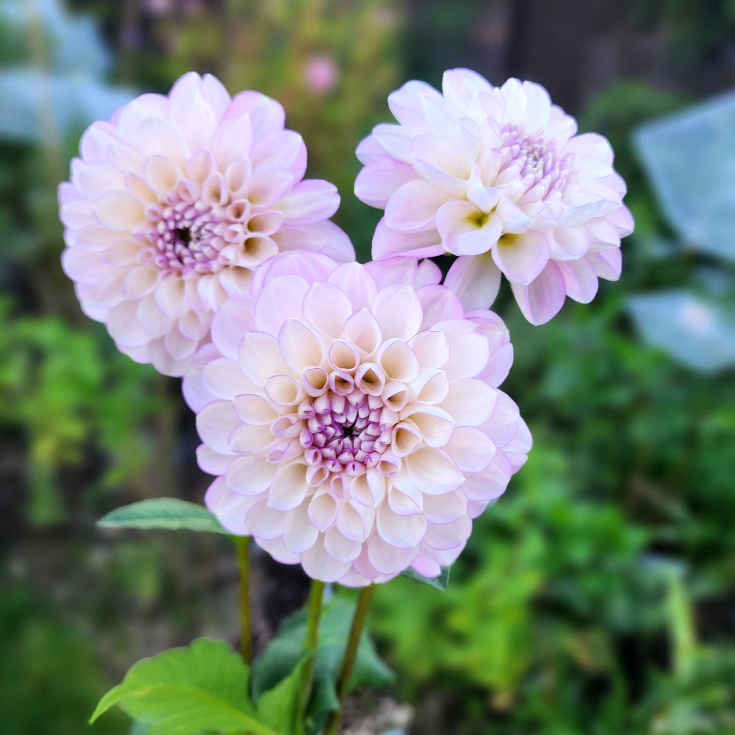 Dahlia Marionberry Milkshake