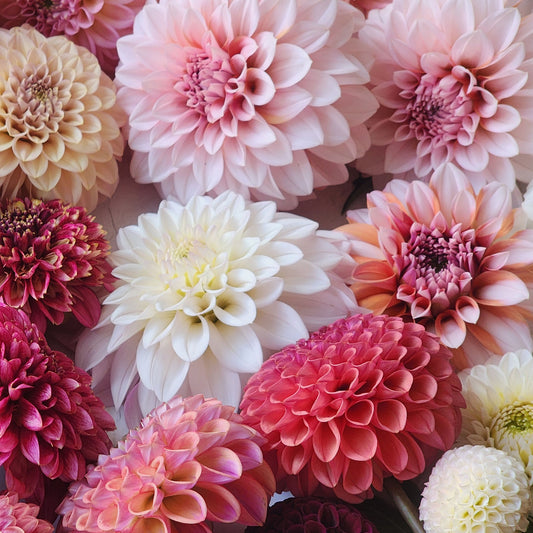 Dahlia Jolene (Cafe au lait mini) (missed picture day)