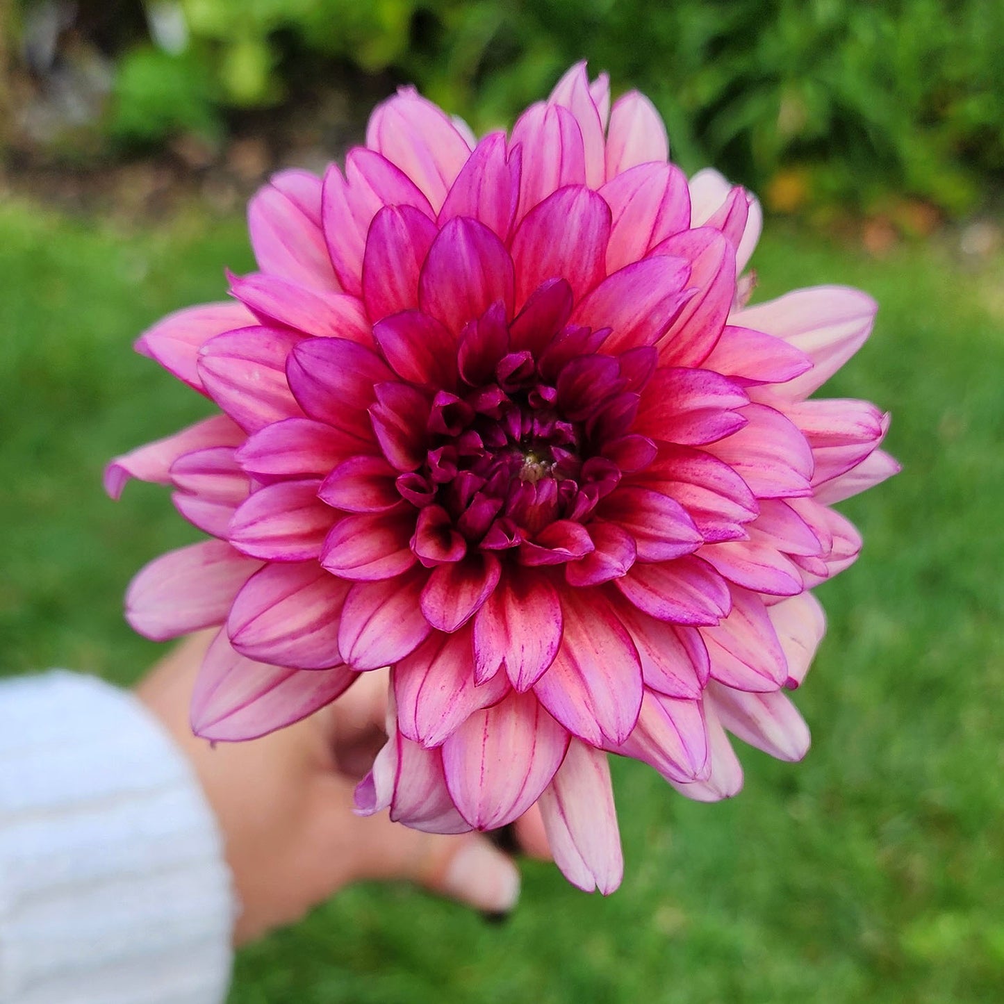 Dahlia Molly Raven - LIMIT ONE (tuber)