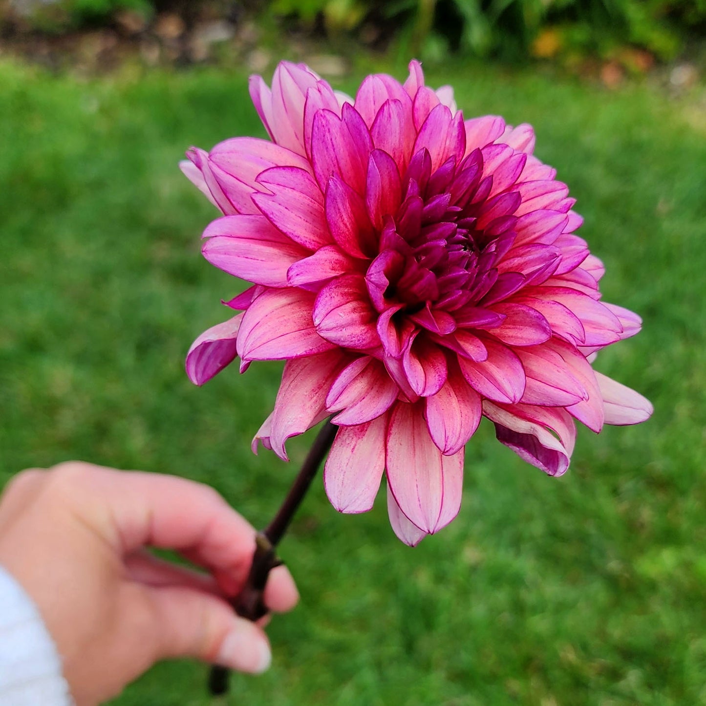 Dahlia Molly Raven - LIMIT ONE (tuber)