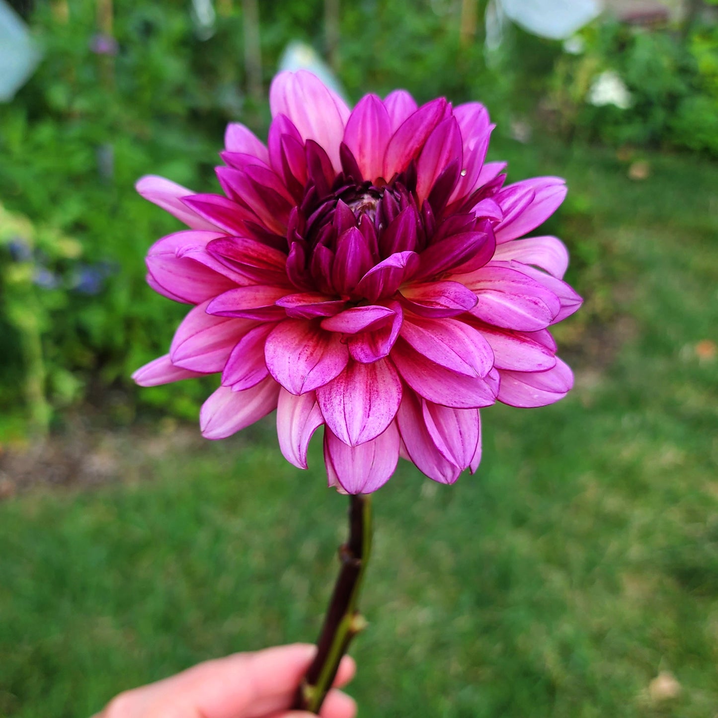 Dahlia Molly Raven - LIMIT ONE (tuber)