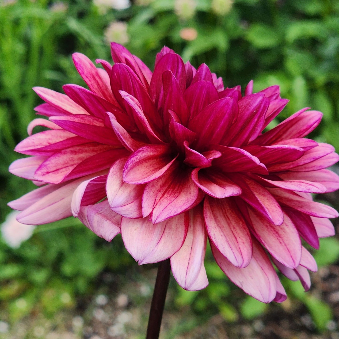 Dahlia Molly Raven - LIMIT ONE (tuber)
