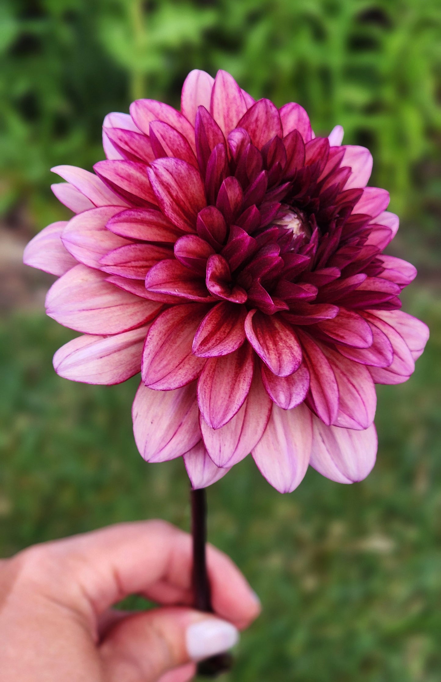 Dahlia Molly Raven - LIMIT ONE (tuber)