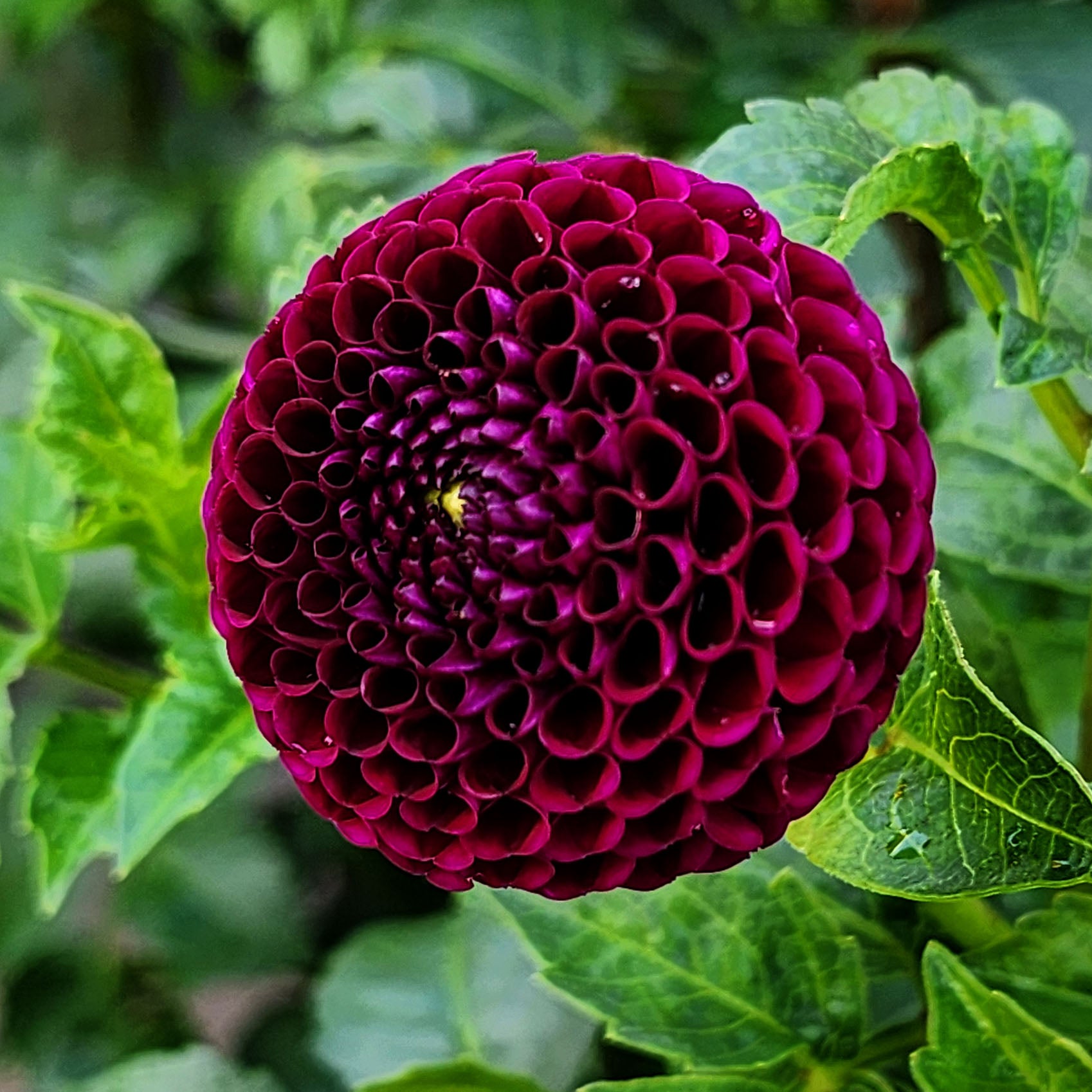 Moor Place dahlia tubers Canada Jamais Sans mes Fleurs