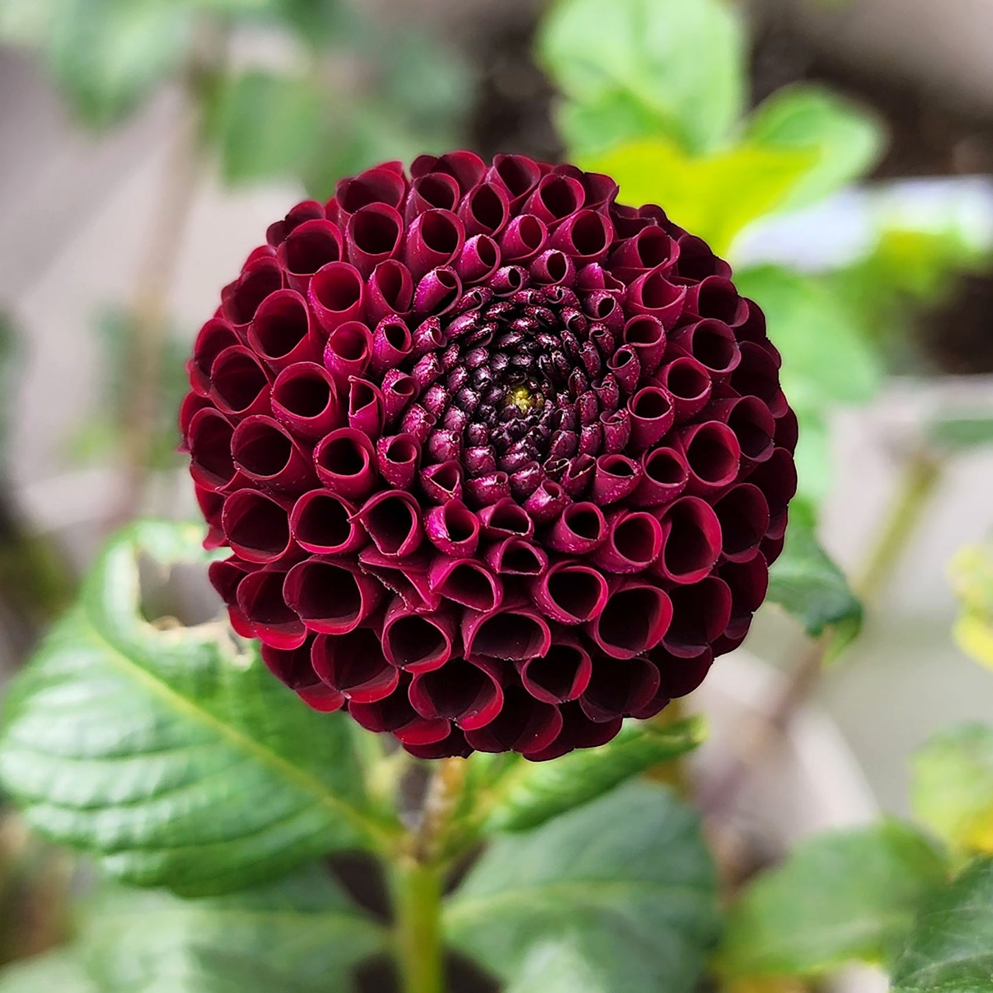 Moor's Place dahlia tubers Canada Jamais Sans Mes Fleurs