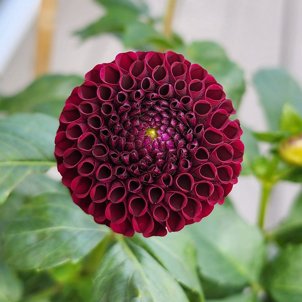 Moorplace dahlia tubers Canada Jamais Sans mes Fleurs