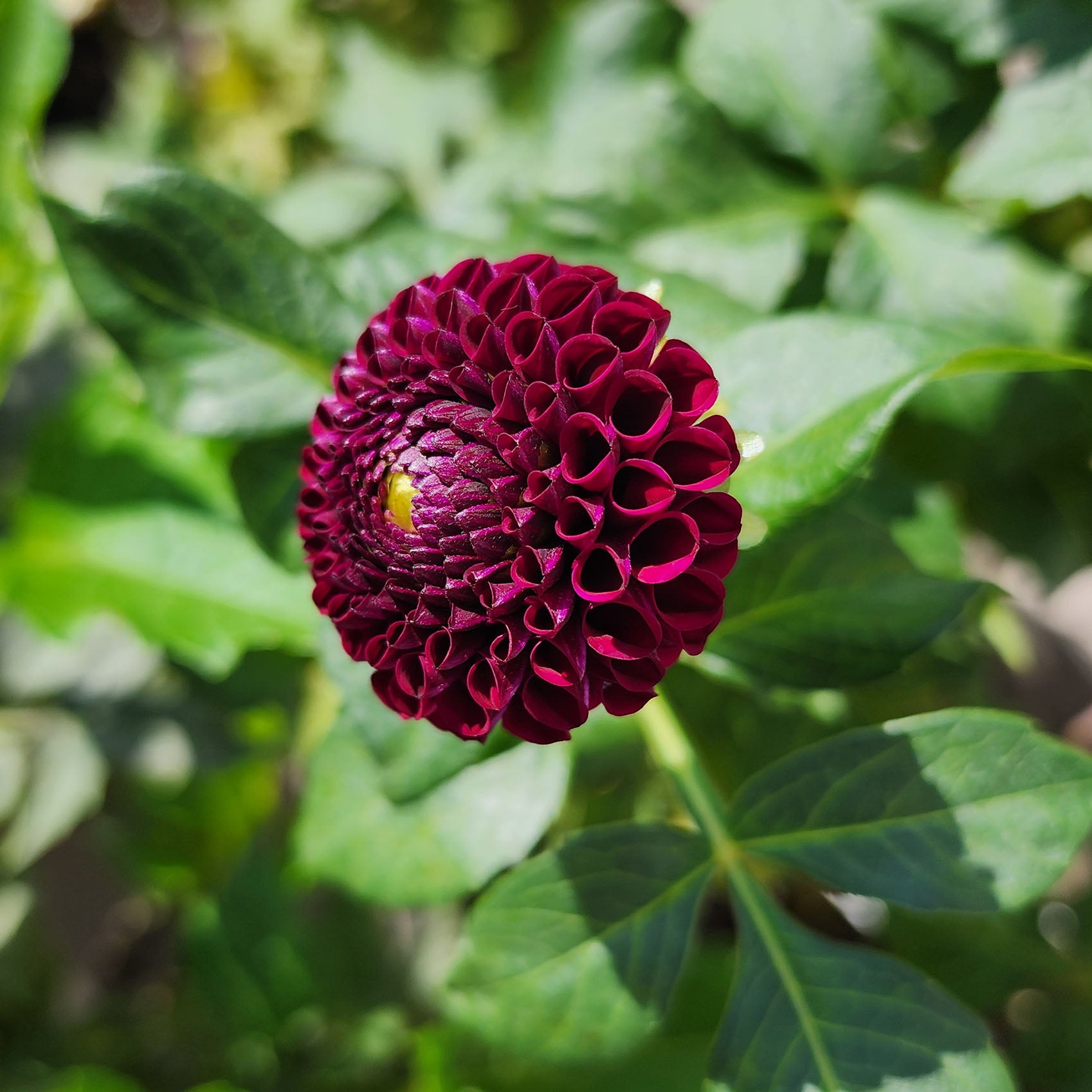 Moor Place dahlia tubers Canada Jamais Sans mes Fleurs