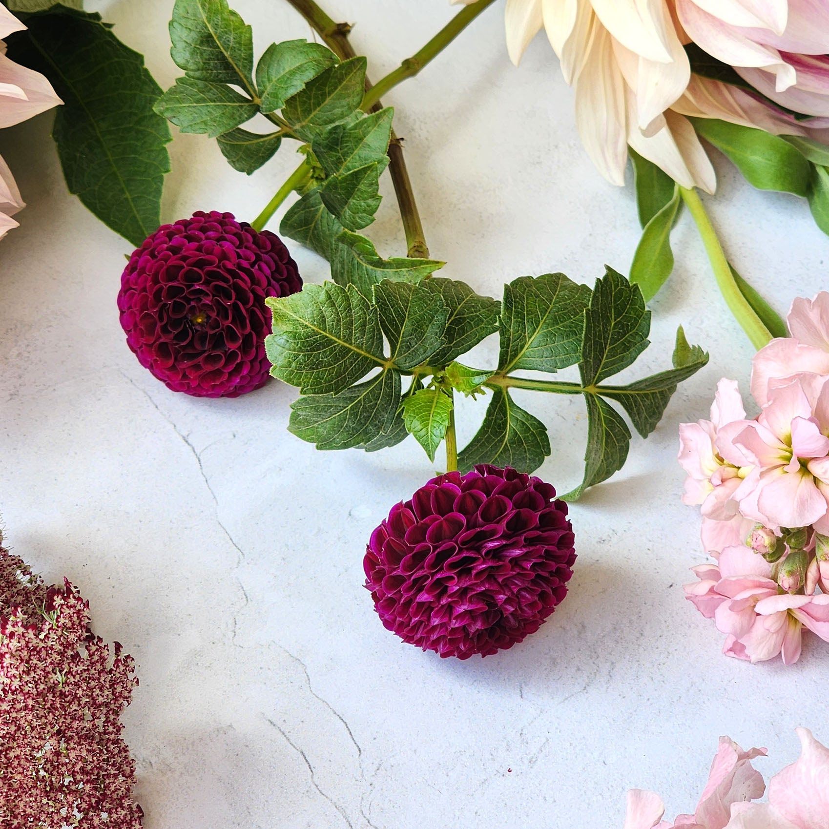 Moorplace dahlia tubers Canada Jamais Sans mes Fleurs