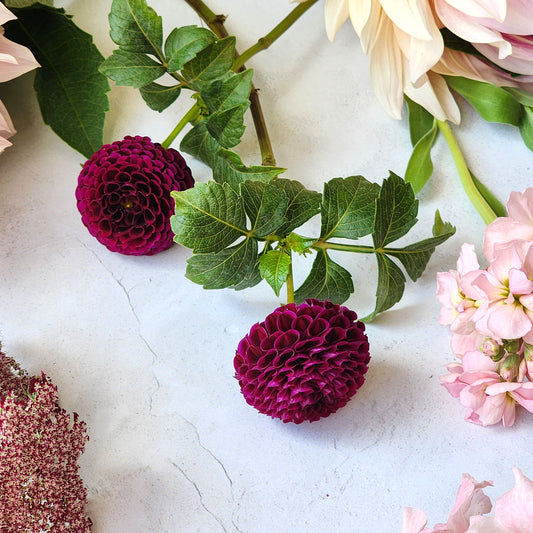 Moorplace dahlia tubers Canada Jamais Sans mes Fleurs