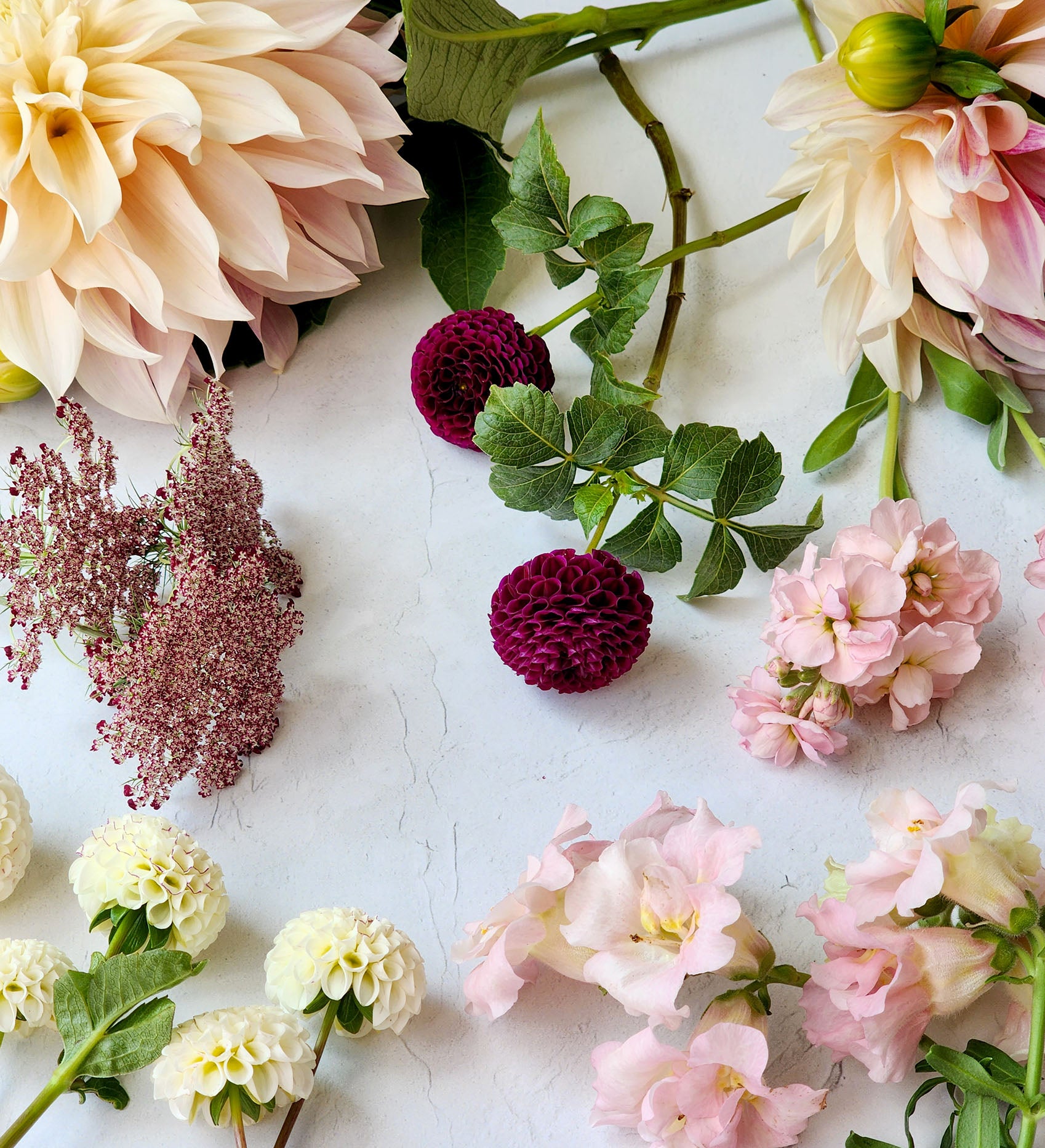 Moor Place dahlia tubers Canada Jamais Sans mes Fleurs