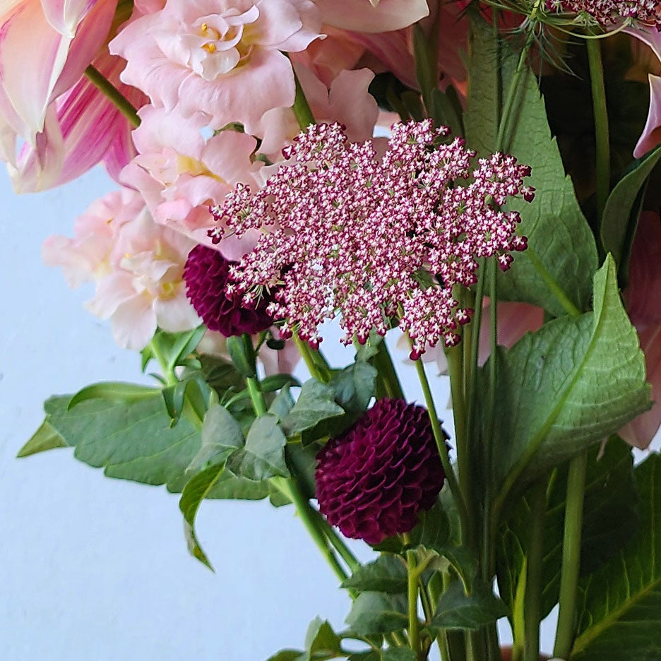 Moor Place dahlia tubers Canada Jamais Sans mes Fleurs
