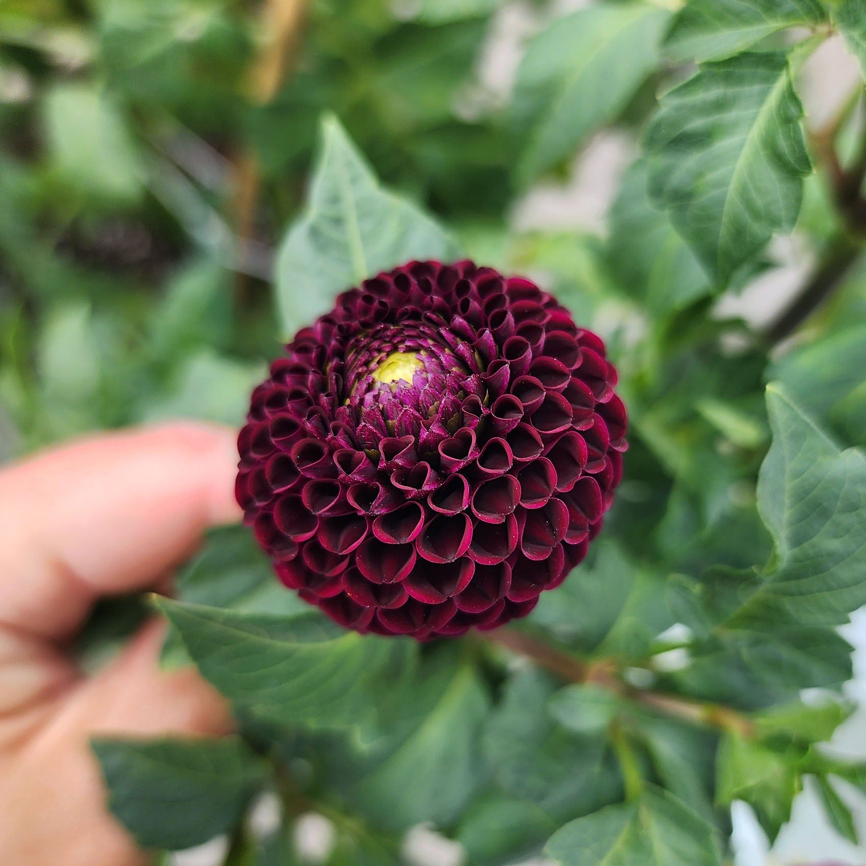 Moor Place dahlia tubers Canada Jamais Sans mes Fleurs