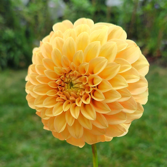 Dahlia Bracken Palomino