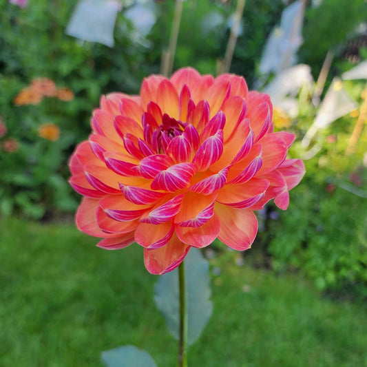 Pam Howden dahlia waterlily form Canada tubers Jamais Sans Mes Fleurs