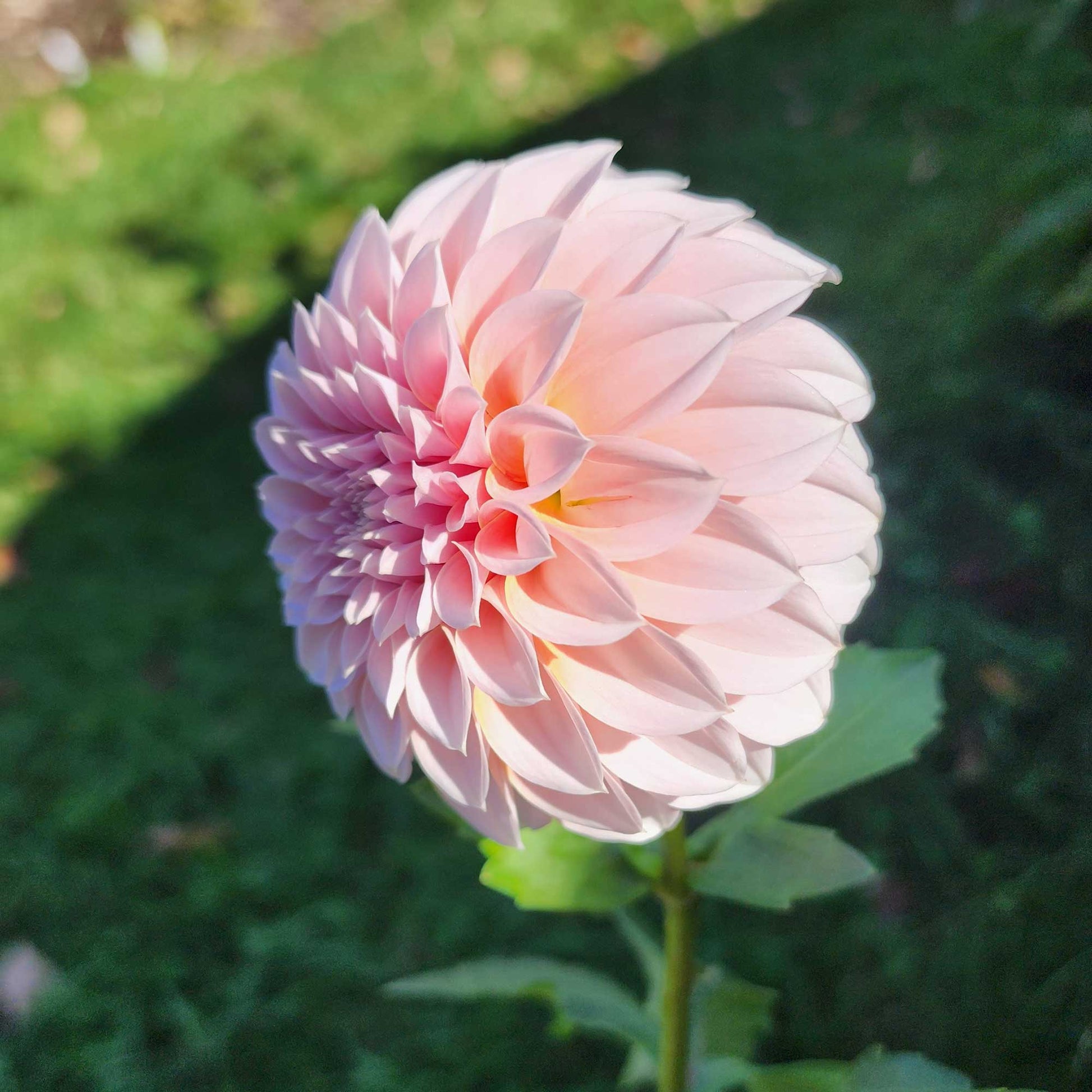 Peaches N Cream Dahlia tuber