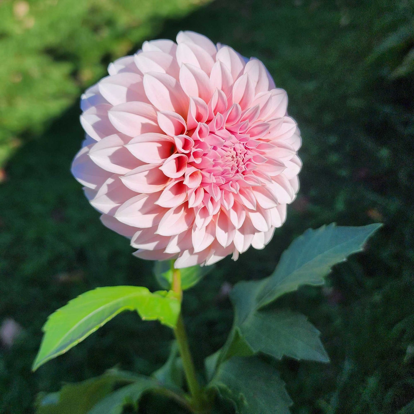 Peaches N Cream Dahlia tuber Canada