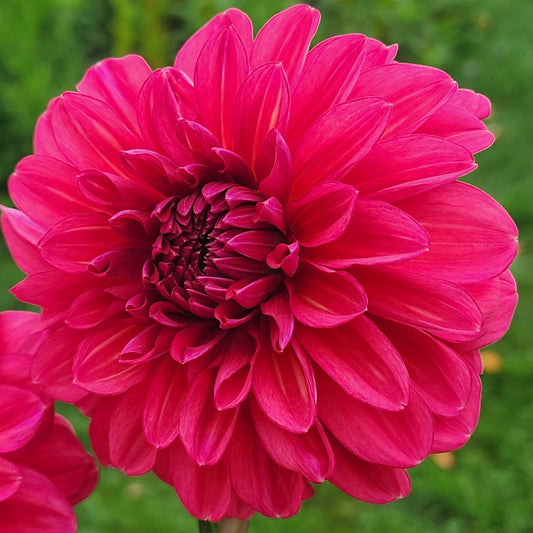 Perch Hill dahlia tuber Jamais sans mes fleurs