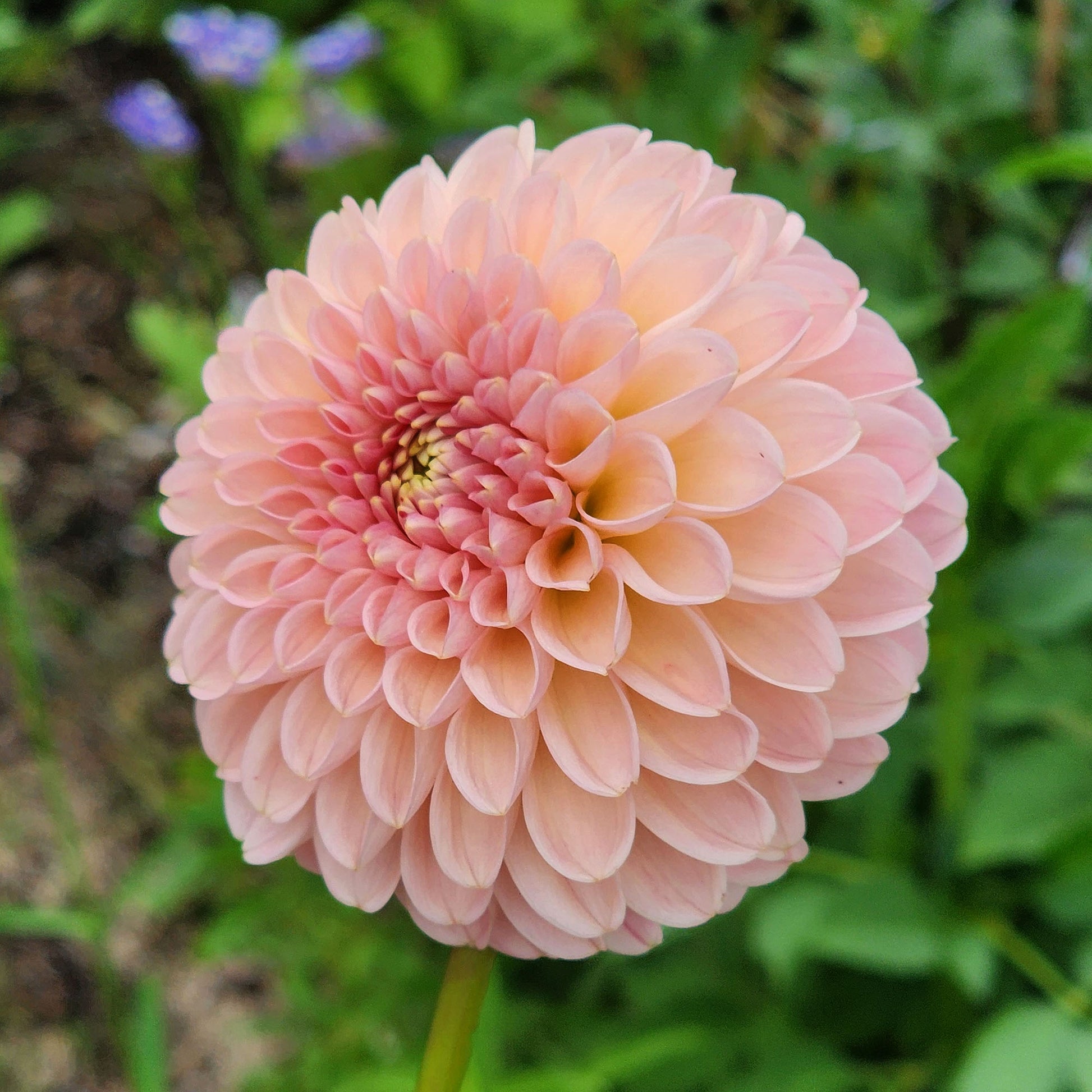 R Joan dahlia tuber Canada Jamais sans mes fleurs