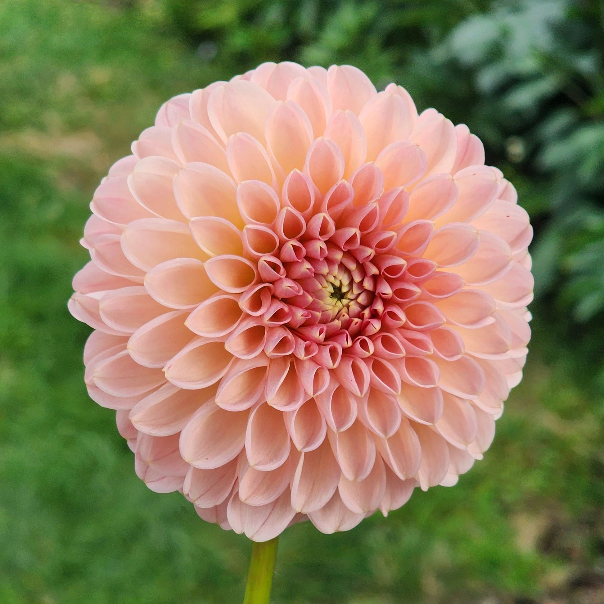 R Joan dahlia tuber Canada Jamais sans mes fleurs
