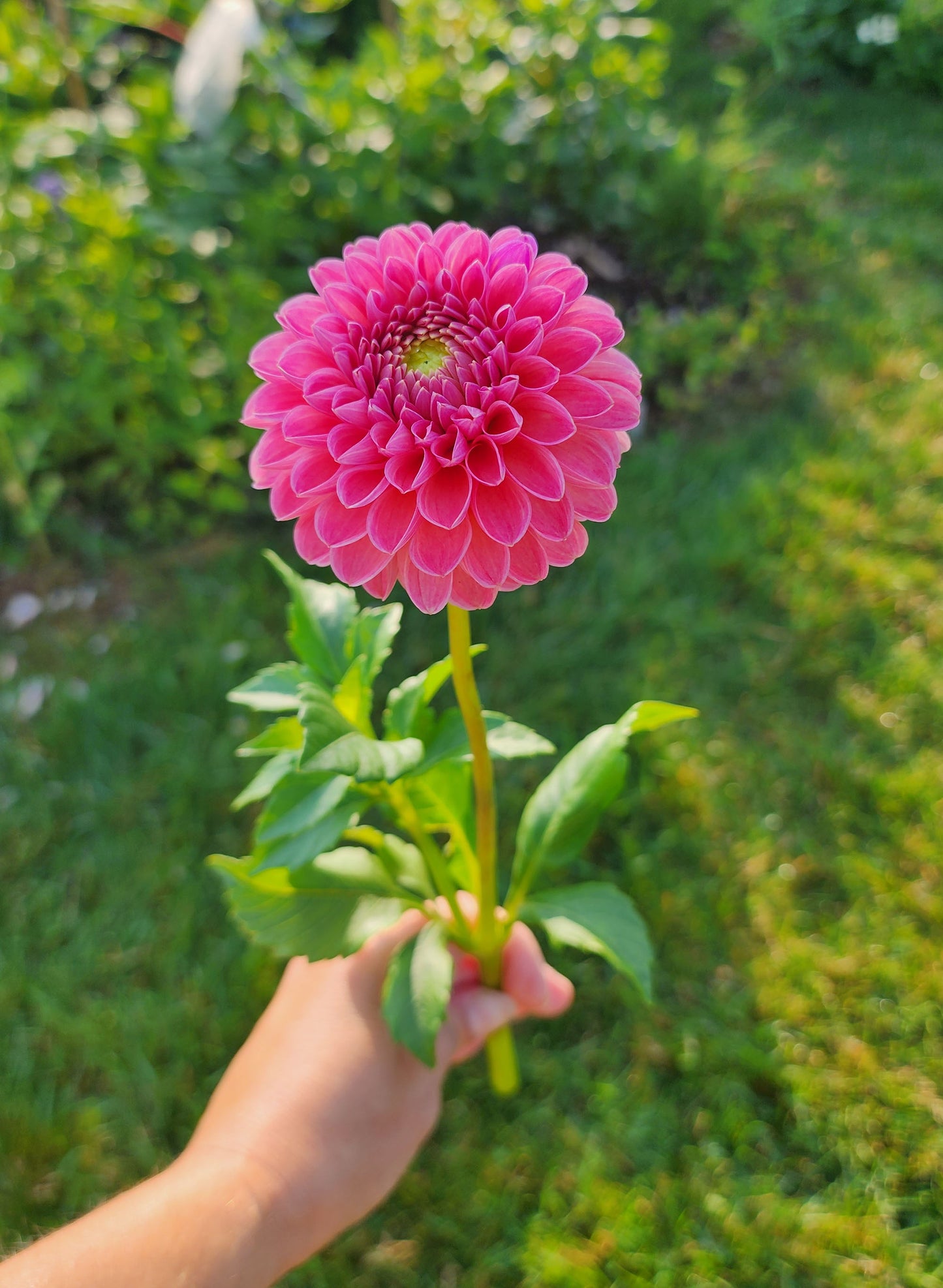 Dahlia R Joan (tuber)