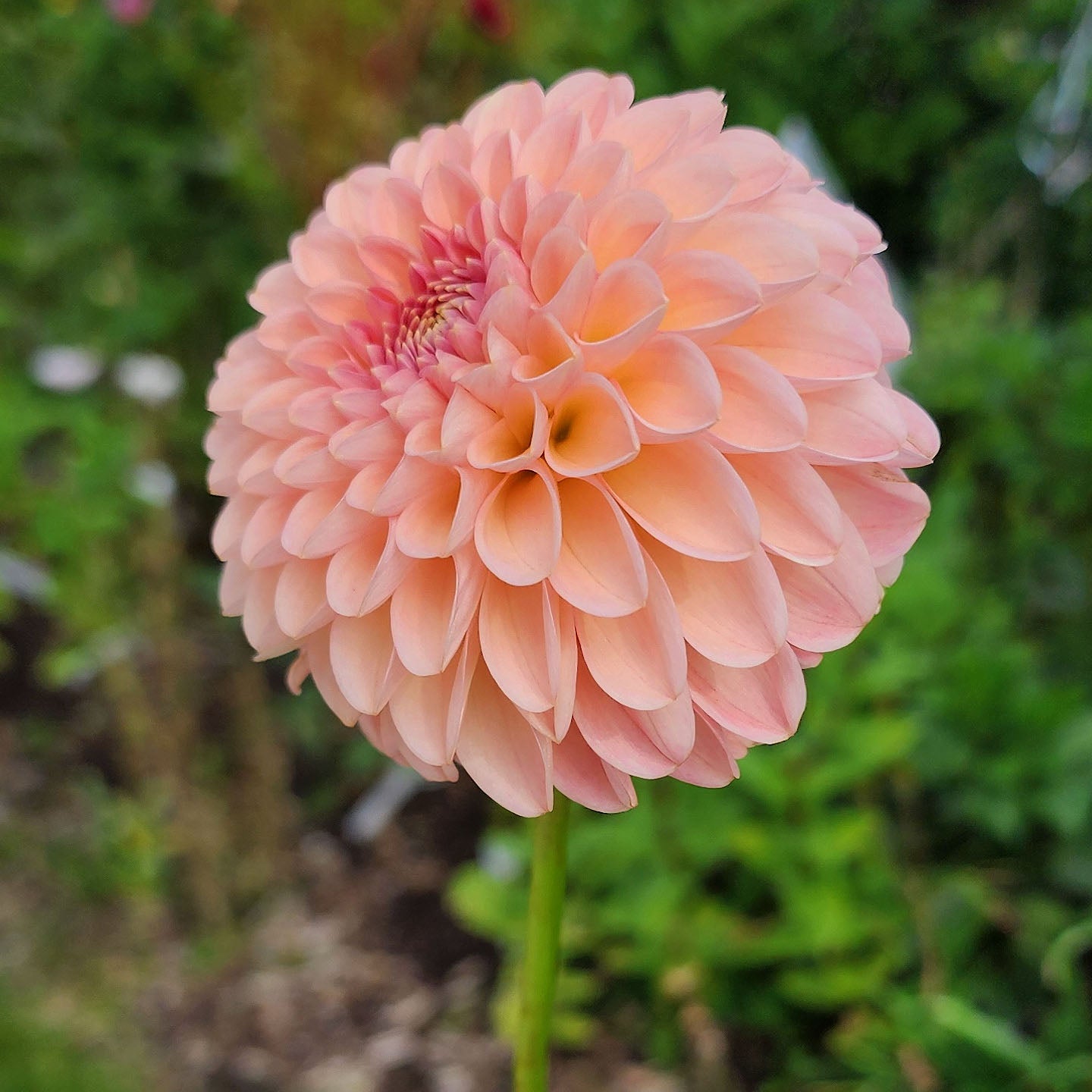 R Joan dahlia tuber Canada Jamais sans mes fleurs