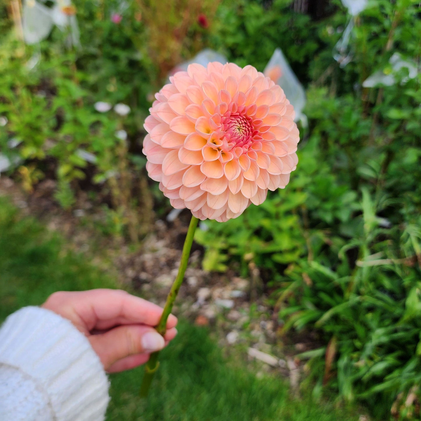 R Joan dahlia tuber Canada Jamais sans mes fleurs