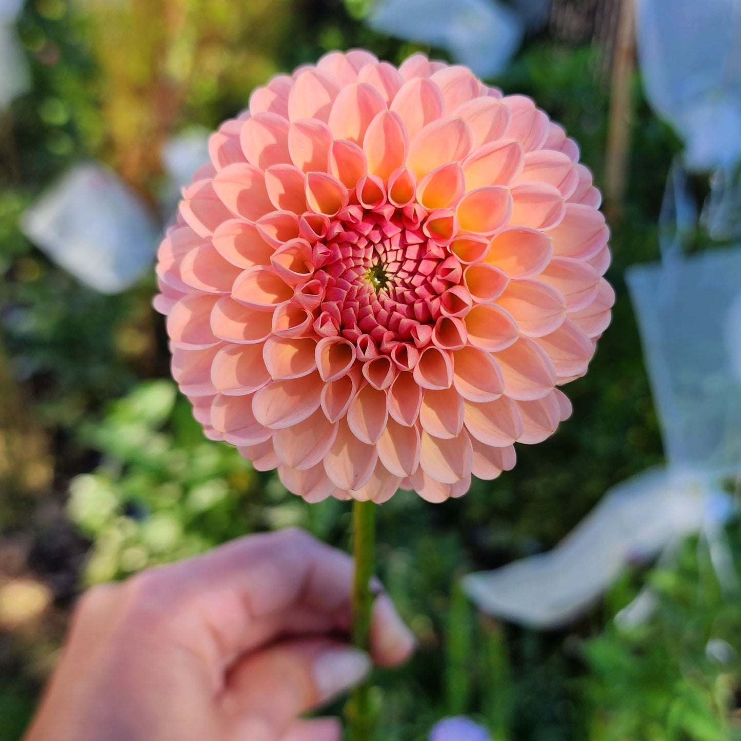 R Joan dahlia tuber Canada Jamais sans mes fleurs