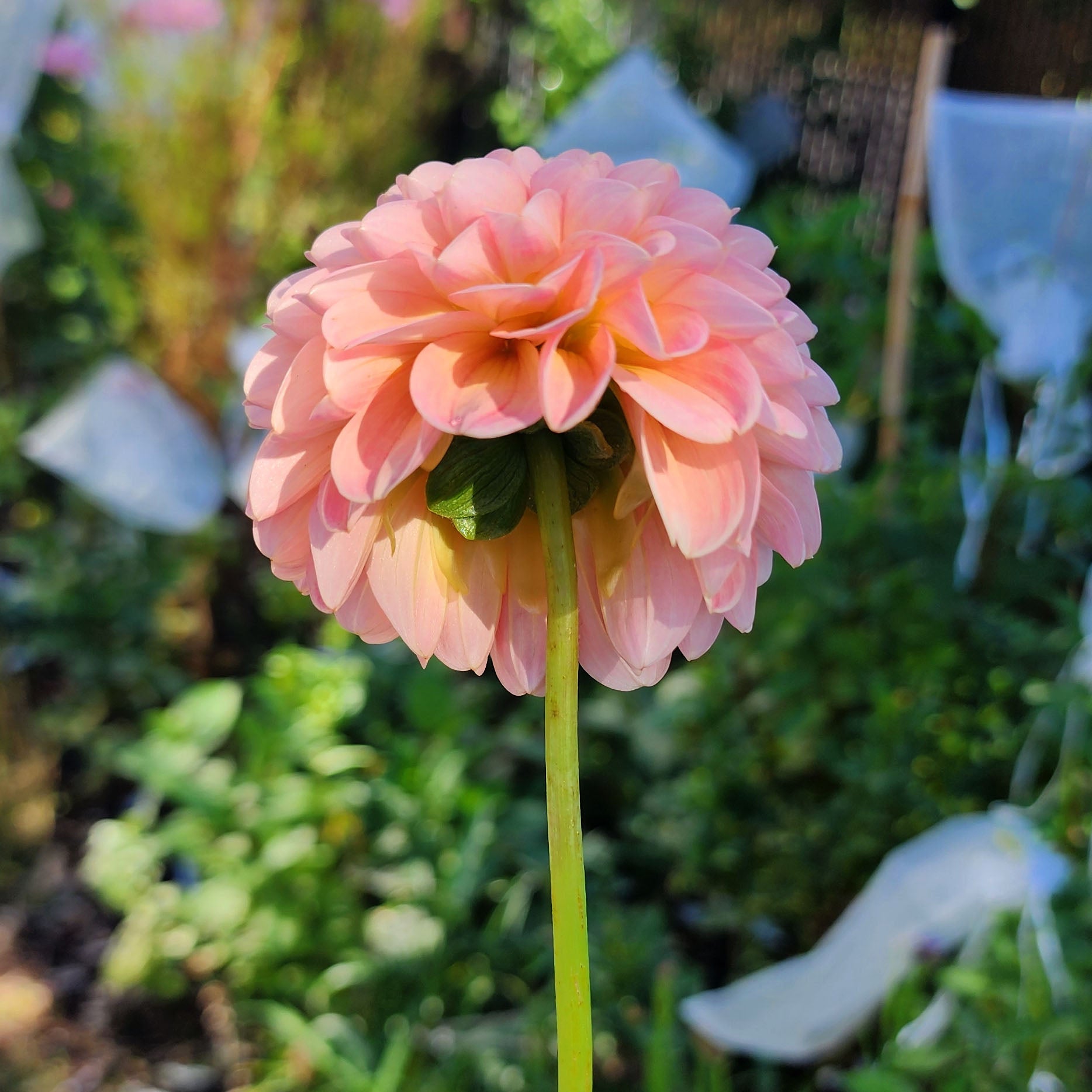 R Joan dahlia tuber Canada Jamais sans mes fleurs