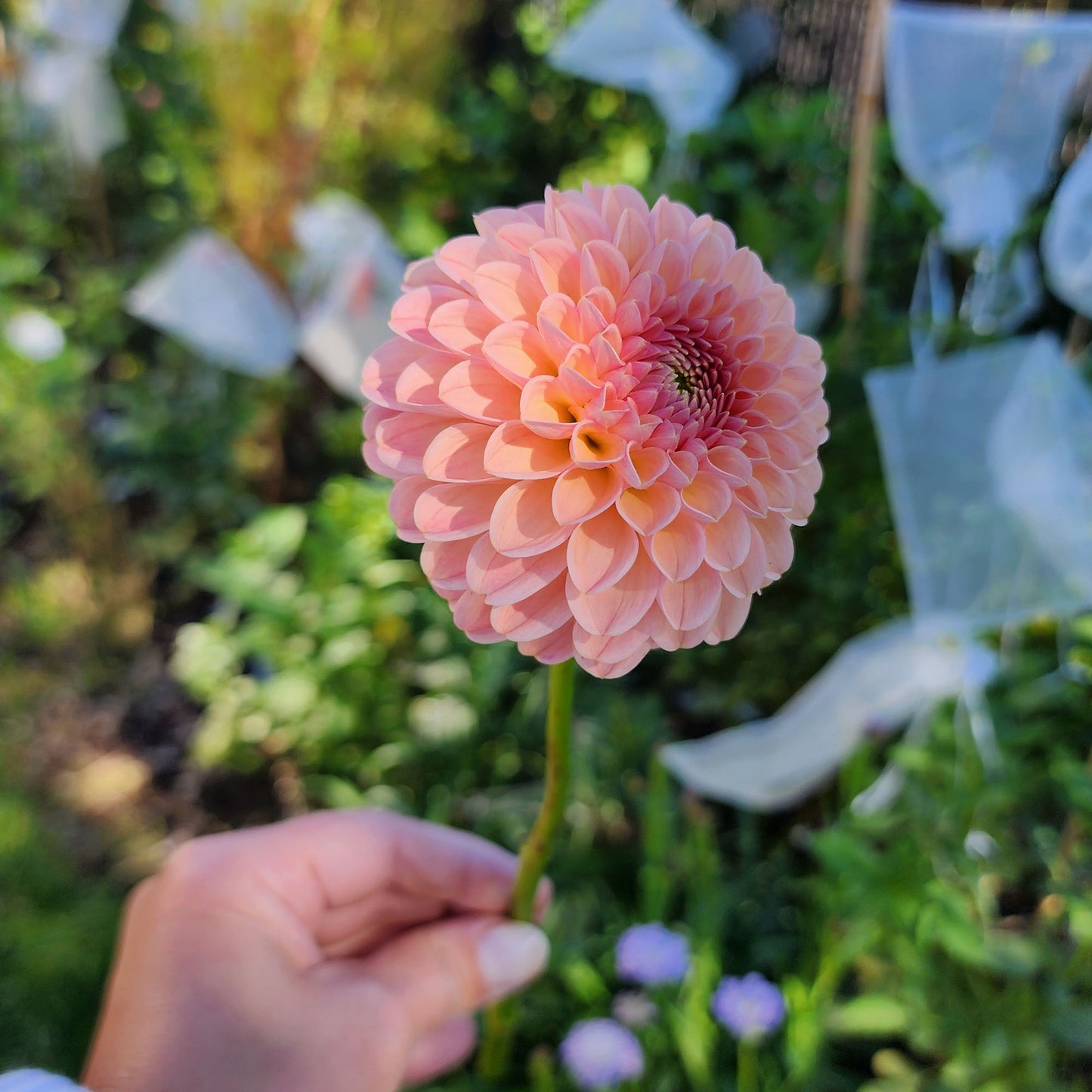 R Joan dahlia tuber Canada Jamais sans mes fleurs