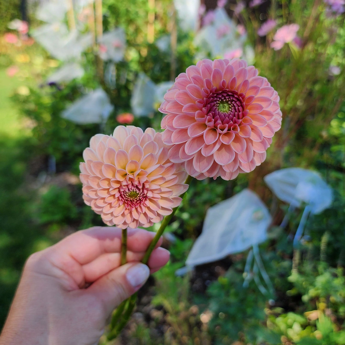 R Joan dahlia tuber Canada Jamais sans mes fleurs