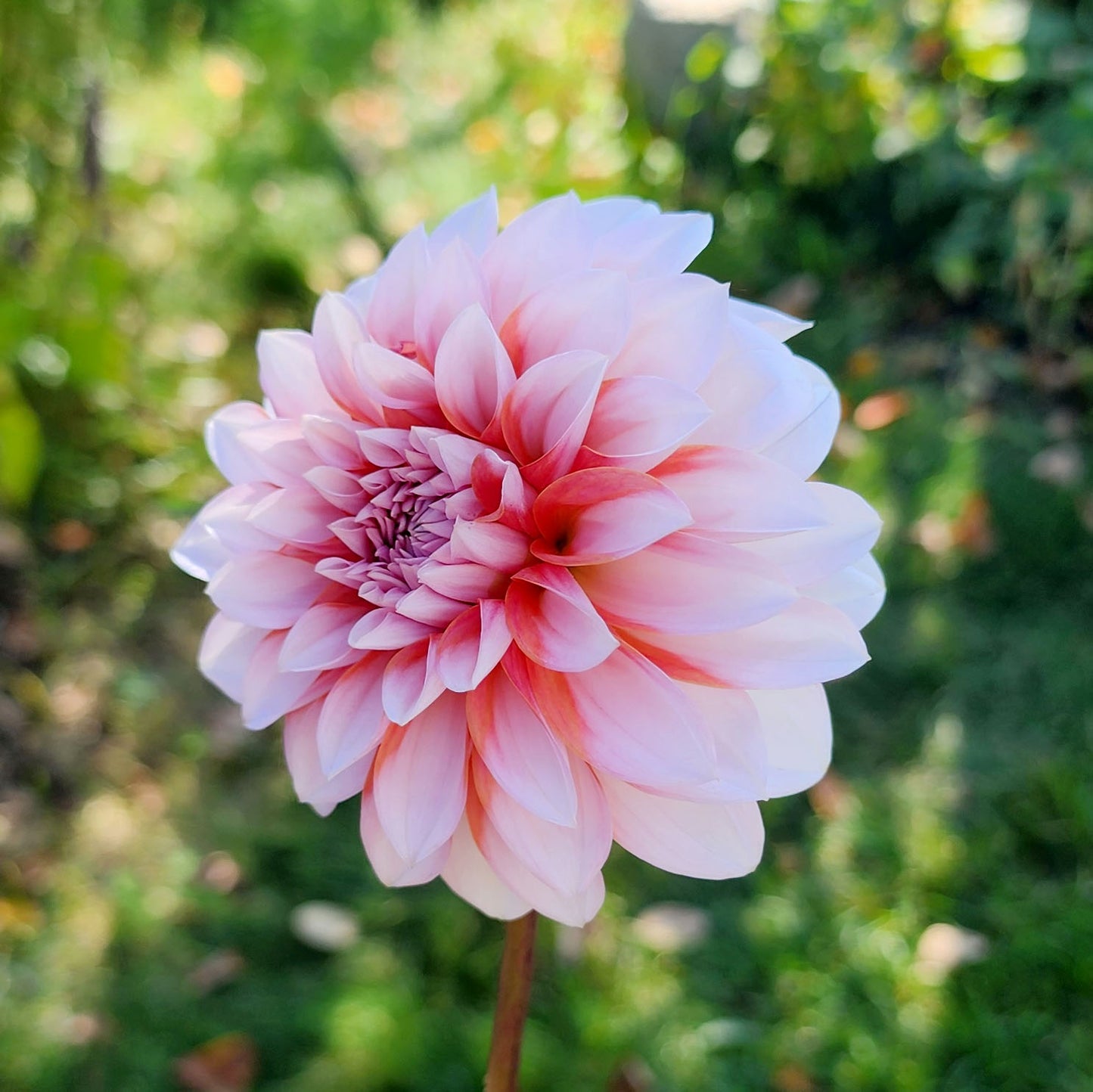 Dahlia RM Baby Girl - LIMIT ONE (tuber)