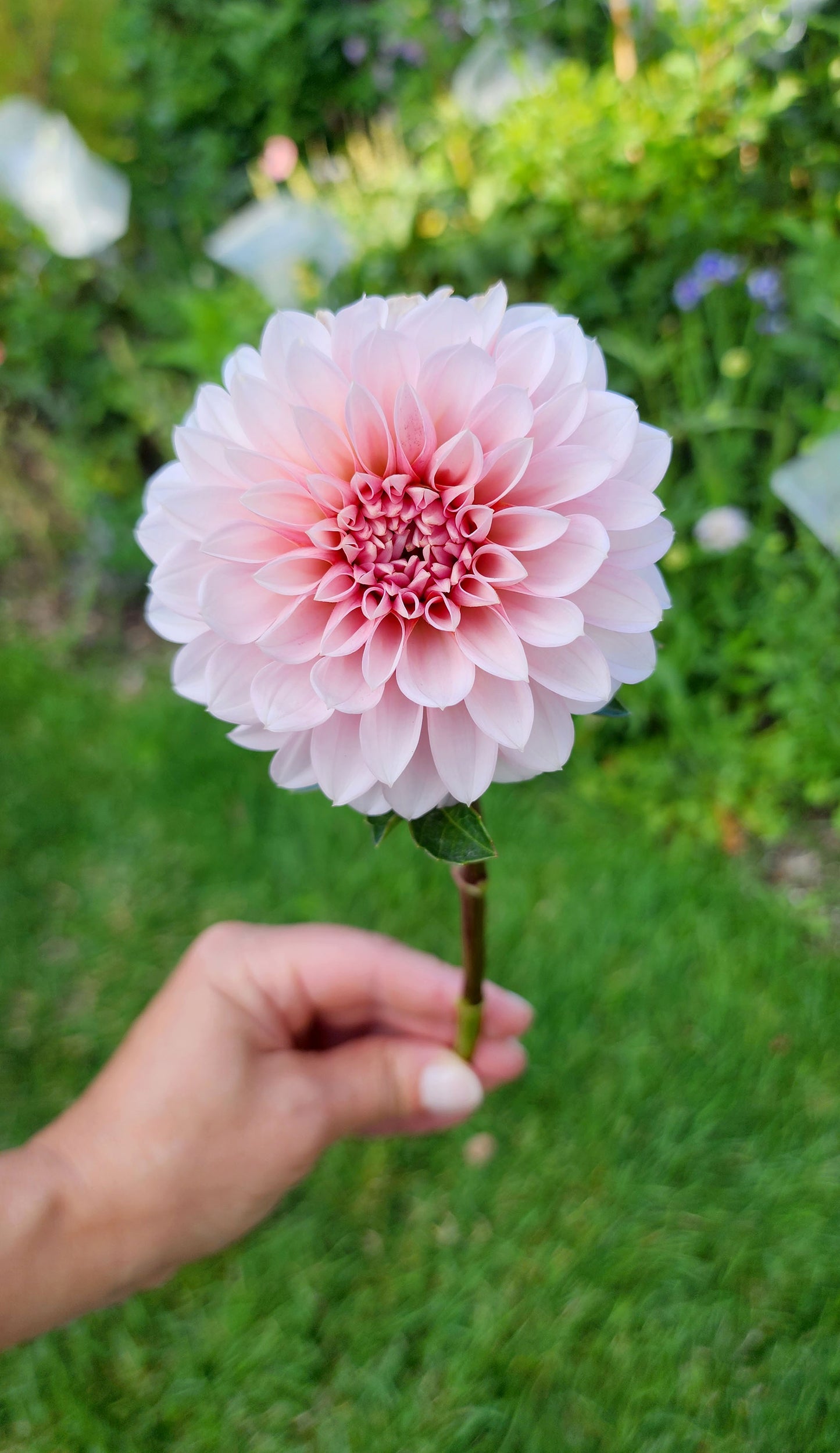 Dahlia RM Baby Girl - LIMIT ONE (tuber)