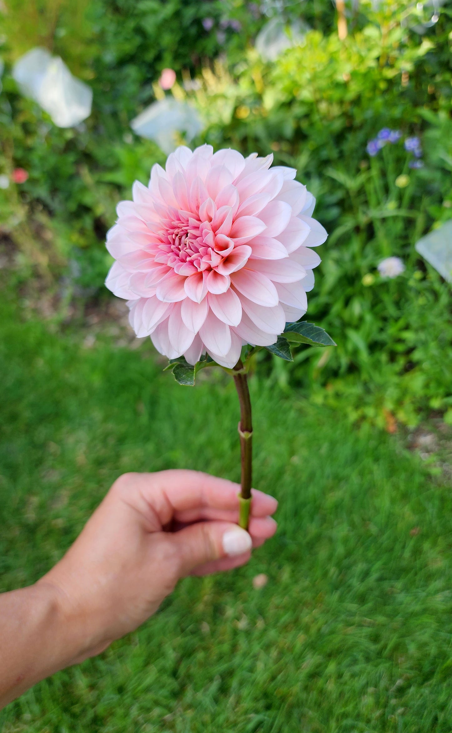 Dahlia RM Baby Girl - LIMIT ONE (tuber)