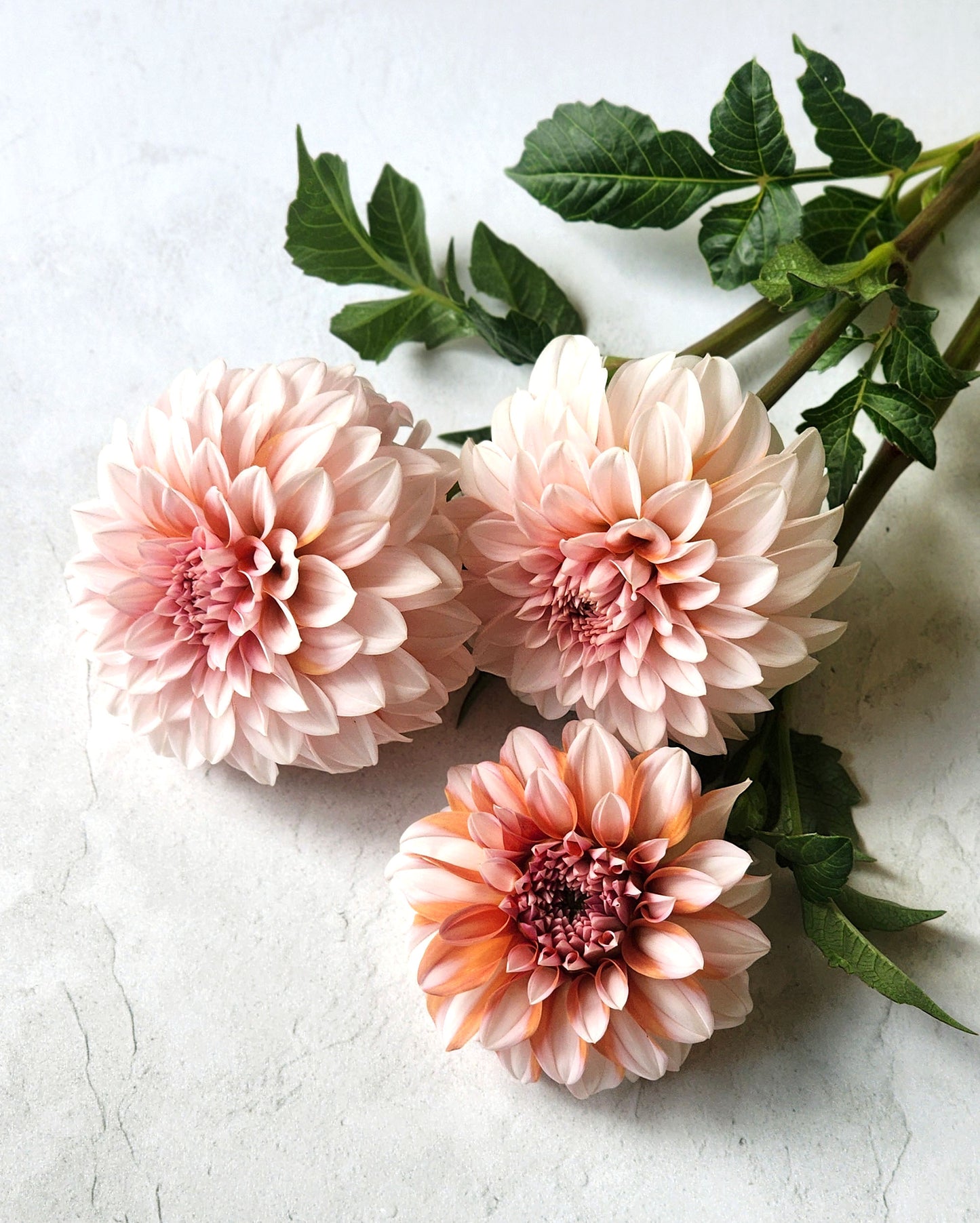 Dahlia RM Baby Girl - LIMIT ONE (tuber)