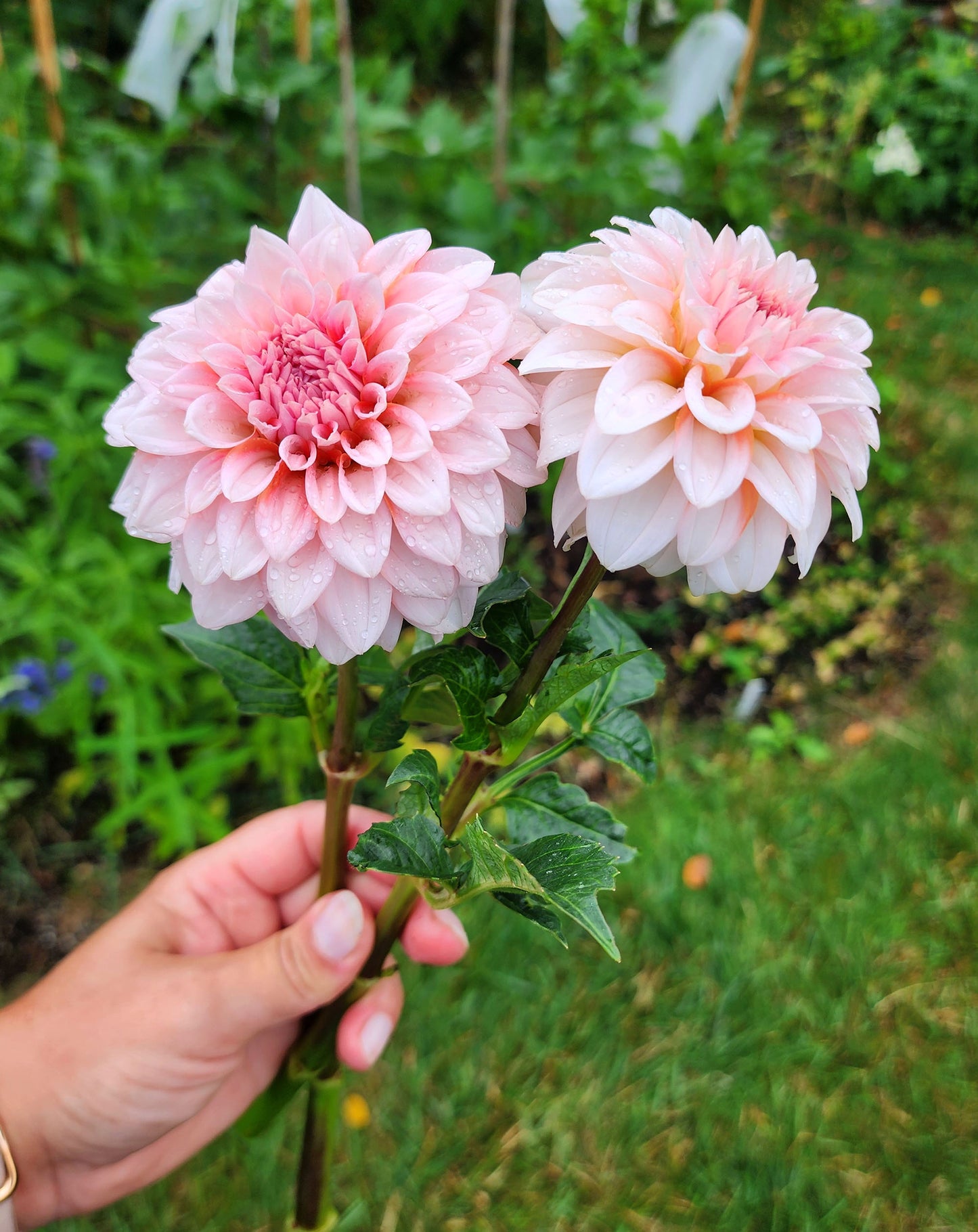 Dahlia RM Baby Girl - LIMIT ONE (tuber)