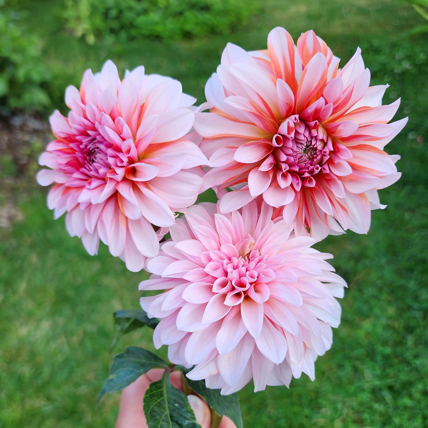Dahlia RM Baby Girl - LIMIT ONE (tuber)