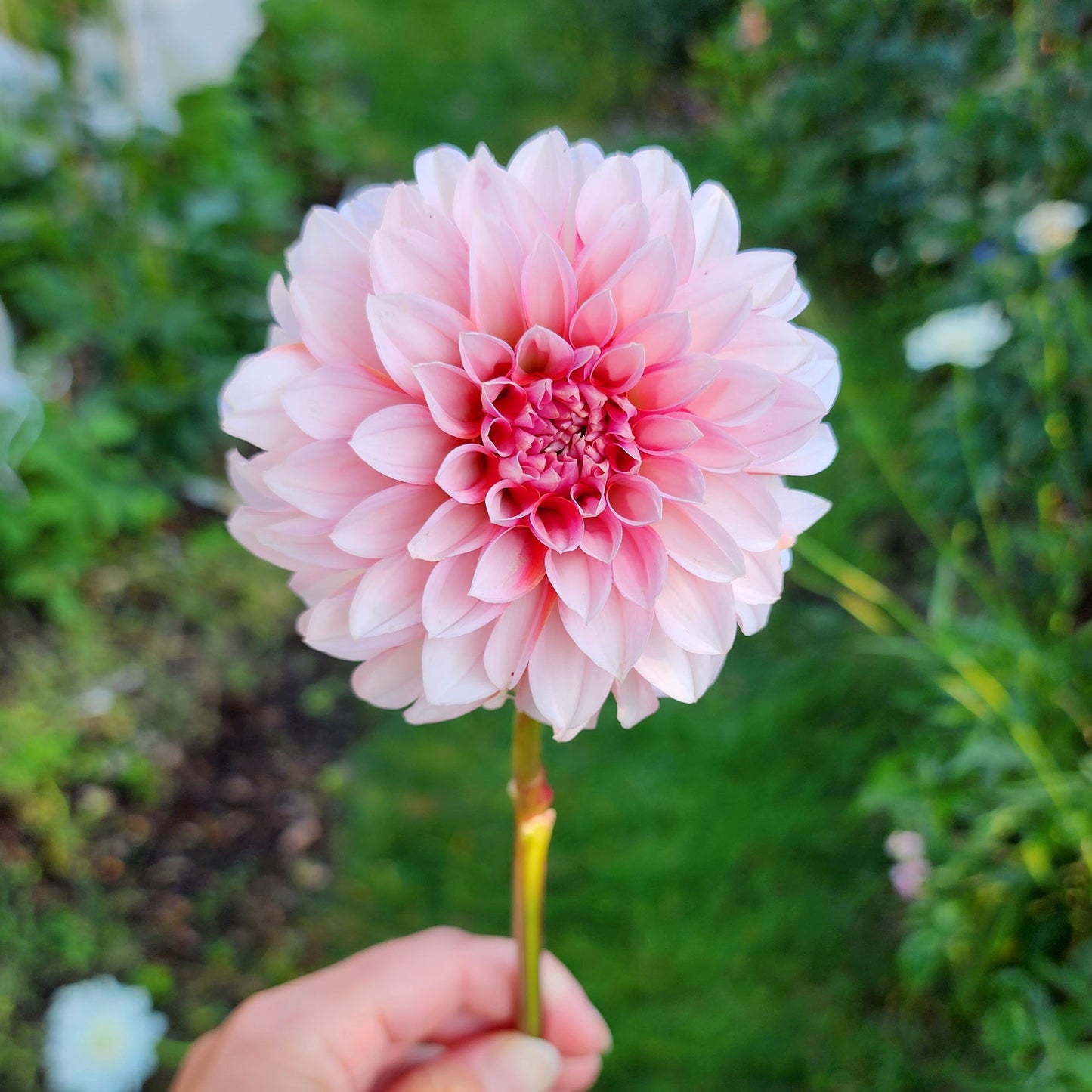 Dahlia RM Baby Girl - LIMIT ONE (tuber)
