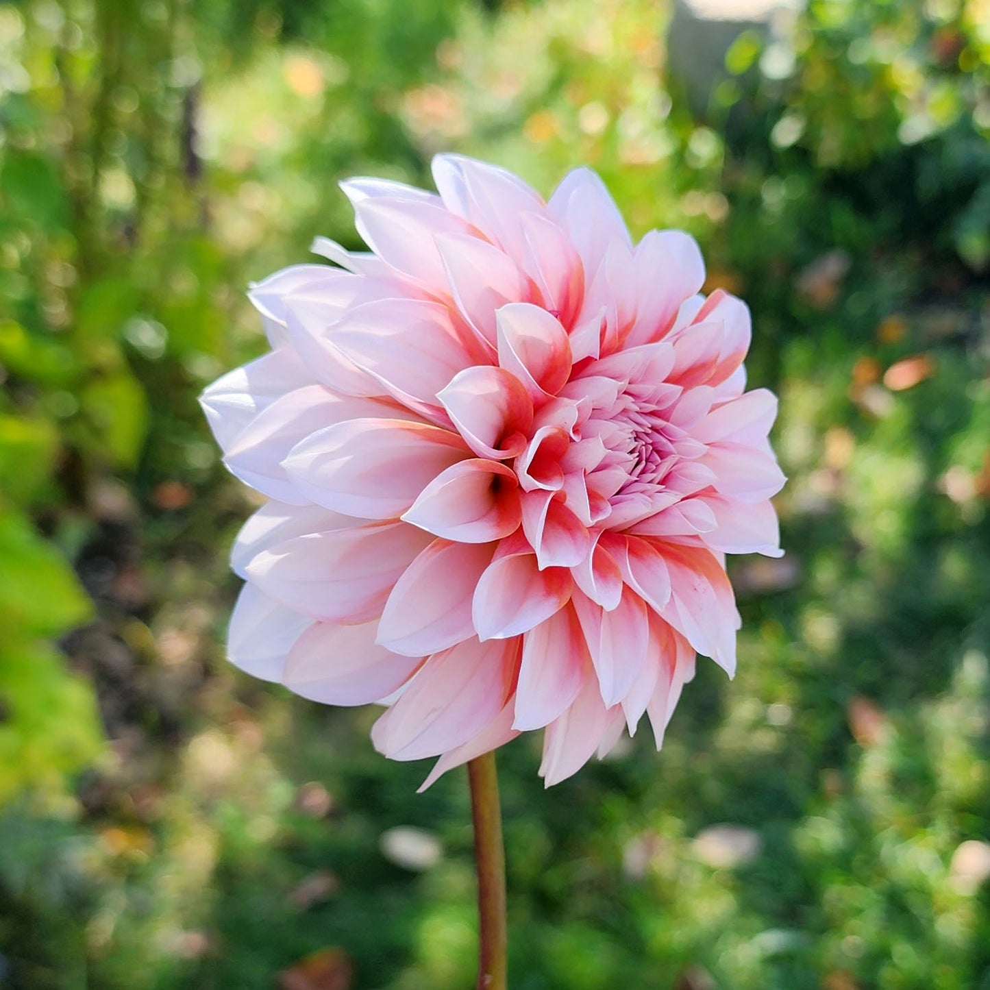 Dahlia RM Baby Girl - LIMIT ONE (tuber)