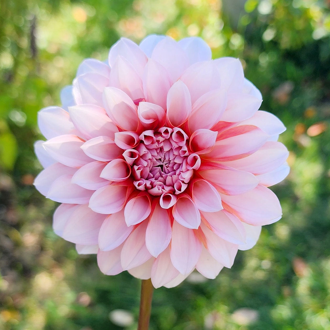 Dahlia RM Baby Girl - LIMIT ONE (tuber)
