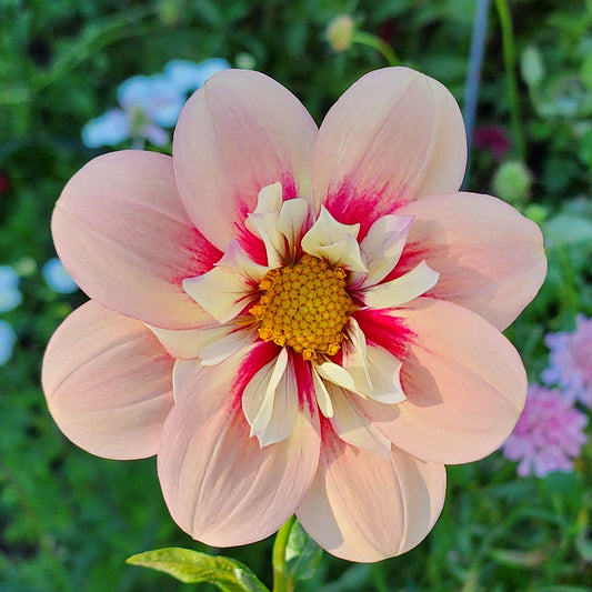 Rhubarb and Custard dahlia tuber Canada Jamais Sans Mes Fleurs