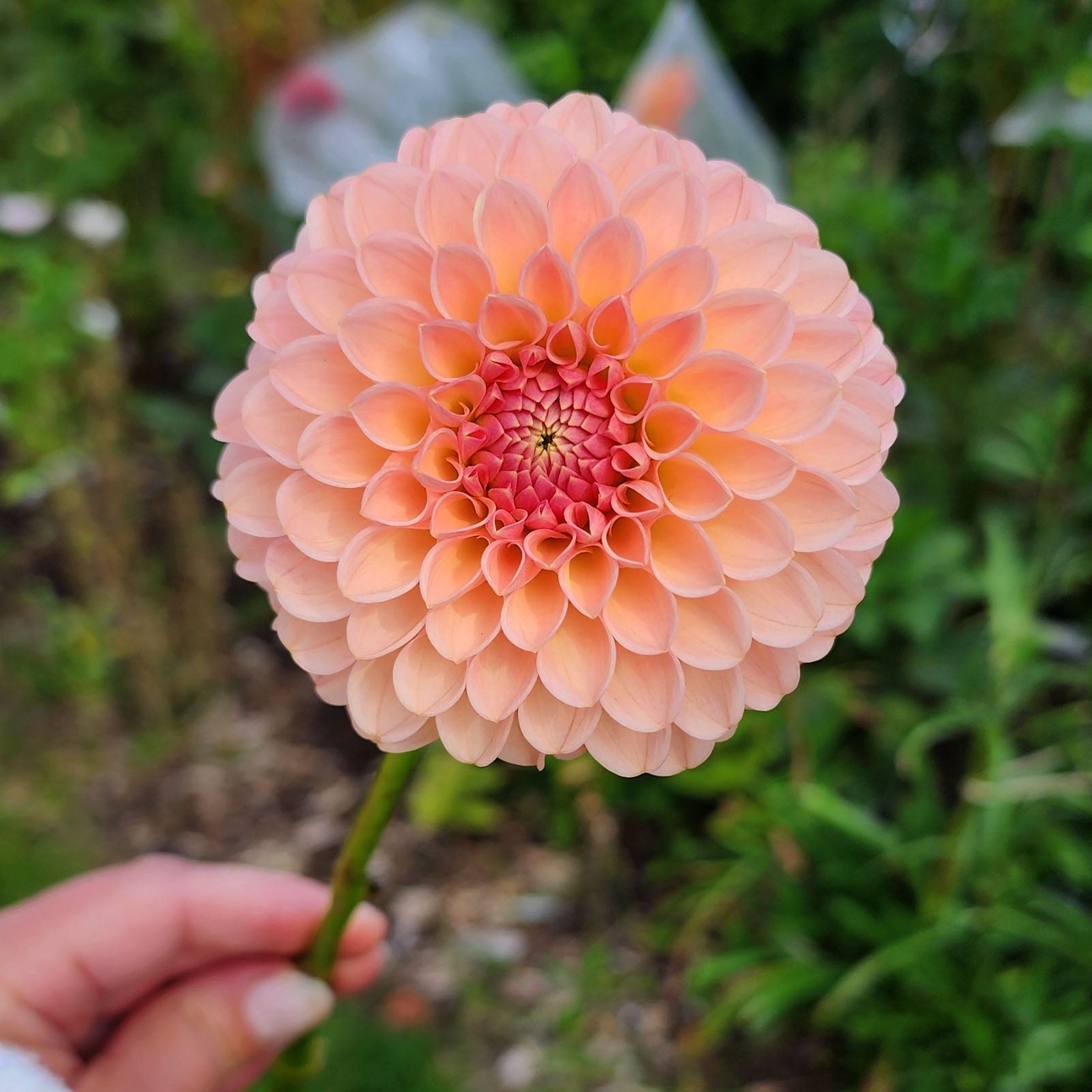 R Joan dahlia tuber Canada Jamais sans mes fleurs