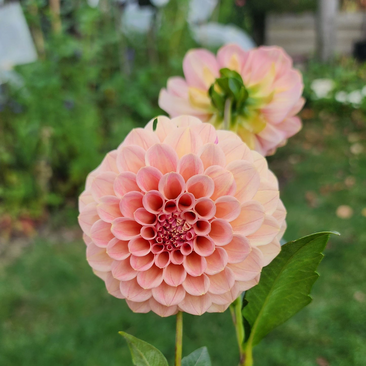 Dahlia Rock Run Ashley (tuber)